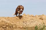 BORDER COLLIE 480